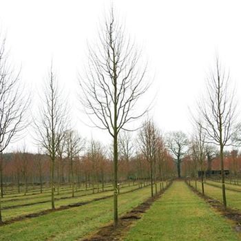 TCGR_Sol_baum_5xv_200-300x30-35+x500-700_R_ROE36-37_2_22_02_08_22389.jpg