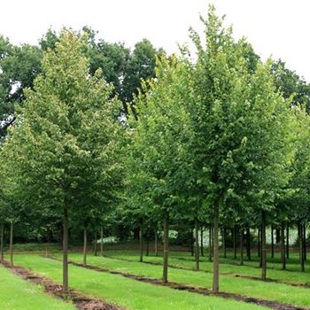 TCGR_Sol_baum_5xv_200-300x35-40x500-700_R_HA8_2_11_07_07_18937.jpg