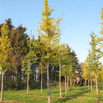 GBPSE_sol_baum_6xv_100-150x35-40x500-700_R-1202_11_11_11_jh_37170.jpg
