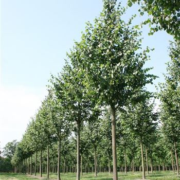 TCGR_Sol_baum_5xv_200-300x35-40x500-700_R_ROE39-41_07_07_06_12366.jpg