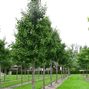 GBPSE_Sol_baum_6xv_150-200x30-35x500-700_R_ON1061_08_08_06_12727.jpg