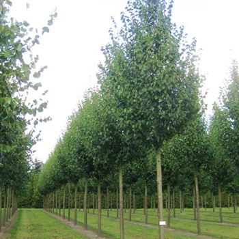 TCGR_Sol_baum_5xv_200-300x35-40x500-700_R_x_R_Thomssen_14_09_09_30847.jpg