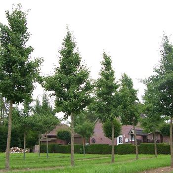 GBPSE_Sol_baum_6xv_150-200x30-35x500-700_R_ON1061_2_08_08_06_12726.jpg