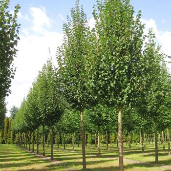 TCGR_Sol_baum_5xv_200-300x40-45x500-700_R_x_R_Thomssen_14_09_09_30849.jpg