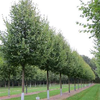 TCGR_Sol_baum_6xv_300-400x40-45x500-700_R-520_29_08_14_jh_40819.jpg