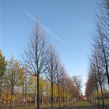 TCGR_Sol_baum_6xv_300-400x40-45x500-700b_R-4_21_11_13_jh_39430.jpg