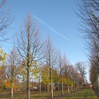 TCGR_Sol_baum_6xv_300-400x40-45x500-700a_R-4_21_11_13_jh_39429.jpg
