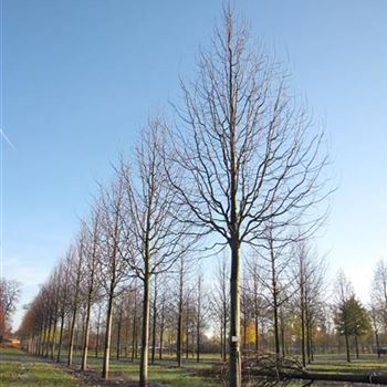 TCGR_Sol_baum_6xv_300-400x40-45x500-700_R-4_21_11_13_jh_39428.jpg