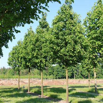 TCGR_Sol_baum_6xv_300-400x40-45x-700_R_ROE40-41_3_23_05_08_23877.jpg