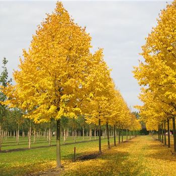 TCGR_Sol_baum_6xv_300-400x45-50x500-700_R_STE48_13_10_08_26398.jpg