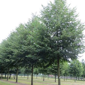 TCGR_Sol_baum_6xv_300-400x50-60x500-700_R-30_26_06_14_ahl_40820.jpg
