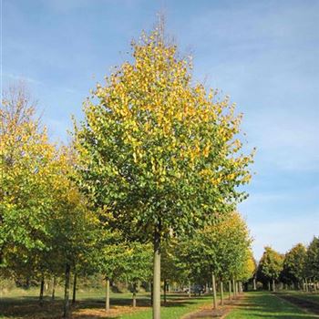 TCGR_Sol_baum_6xv_300-400x50-60x500-700_R-30_22_10_13_jh_39239.jpg