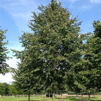 TCGR_Sol_baum_6xv_300-400x60-70x500-700_R-41_03_09_15_jh_41869.jpg