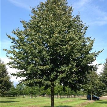TCGR_Sol_Baum_6xv_300-400x60-70x500-700_R-41_02_10_15_kd_41069.jpg
