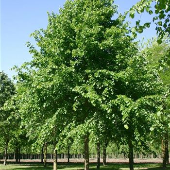 TCGR_Sol_baum_6xv_300-400x60-70x500-700_R_DE330_28_05_05_1979.jpg