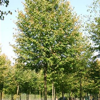TCGR_Sol_baum_7xv_300-400x45-50x700-900_R_HA12_2_06_10_05_17803.jpg