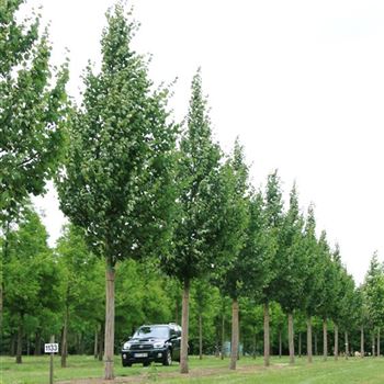 TCGR_Sol_baum_7xv_300-400x50-60x700-900_R_BU_09_07_08_24415.jpg