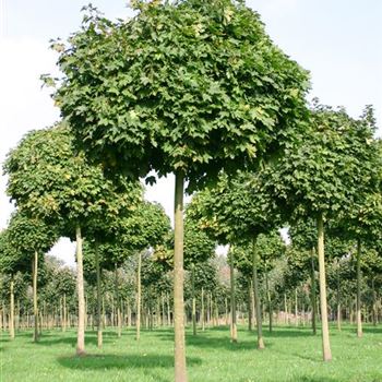 APGL_Sol_baum_5xv_150-200x25-30_STH200_R_SCHR_KA1008_02_10_04_14217.jpg