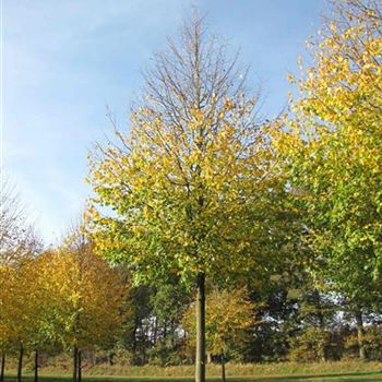 TCGR_Sol_baum_6xv_300-400x50-60x700-900_R-30_22_10_13_jh_39240.jpg