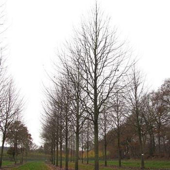 TCGR_Sol_baum_7xv_300-400x50-60x700-900b_R-30_21_11_13_jh_39433.jpg