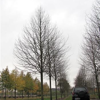TCGR_Sol_baum_7xv_300-400x50-60x700-900a_R-30_21_11_13_jh_39432.jpg