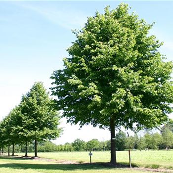 TIN_Sol_baum_7xv_300-400x60-70x700-900_STH250+_R_BO344_2A_18_06_05_1986.jpg
