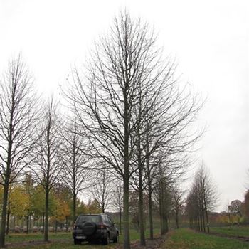 TCGR_Sol_baum_7xv_300-400x50-60x700-900_R-30_21_11_13_jh_39431.jpg