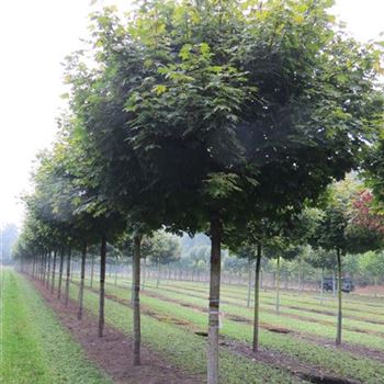 APGL_Sol_baum_5xv_150-200x30-35_R-1098_24_09_14_kd_39480.JPG
