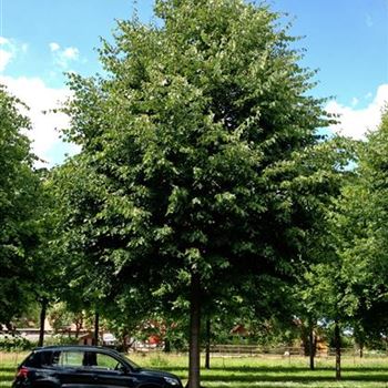 TCGR_Sol_baum_7xv_300-400x70-80x700-900_R-8_12_06_14_jh_40822.jpg