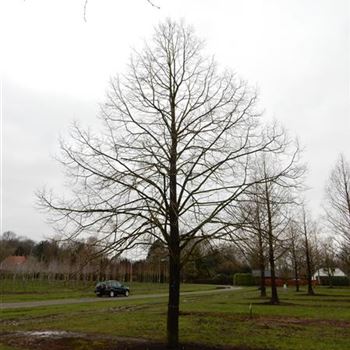 TCGR_Sol_Baum_8xv_400-600x90-100x900-1200_R-1131_15_02_16_wr_42019.JPG