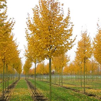 TCRA_Sol_baum_4xv_150-200x20-25x400-500_R_BRE90_31_10_09_31971.jpg