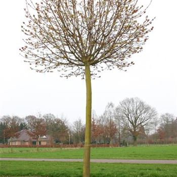 APGL_Sol_baum_5xv_STU30-35_Kr_br150-200_STH250_R_SCHR_KA1008_24_04_06_11011.jpg