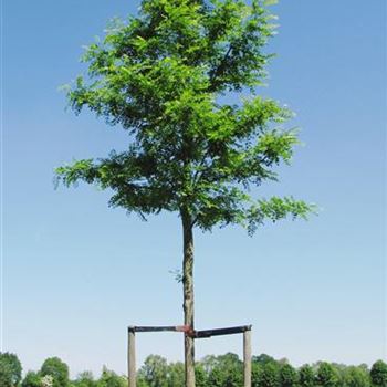RPNY_Sol_baum_4xv_200-300x35-40x500-700_STH300_R-427_23_06_10_jh_34776.jpg