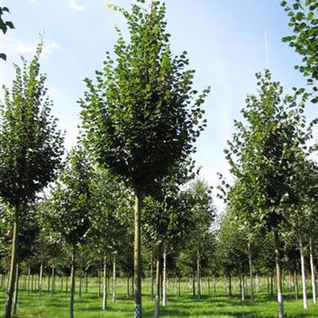TCRA_Sol_baum_5xv_150-200x30-35x400-500a_R-508_31_08_15_jh_41874.jpg