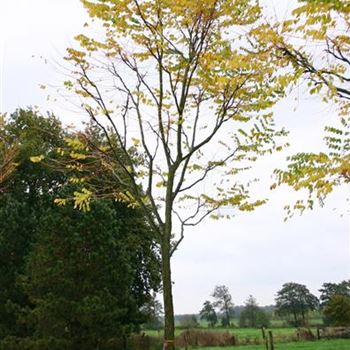 GDI_Sol_baum_5xv_200-300x35-40x500-700_R_ON1063_25_10_05_5299.jpg