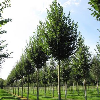 TCRA_Sol_baum_5xv_150-200x30-35x400-500_R-508_31_08_15_jh_41873.jpg