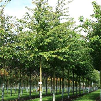 PSAU_Sol_baum_4xv_STU20-25_Kr_br150-200_R_WE552_05_10_07_20351.jpg