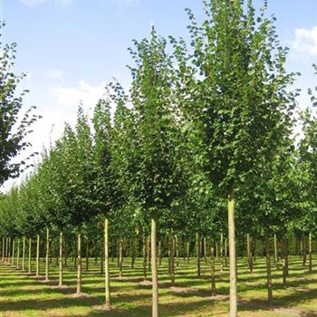 TCRA_Sol_baum_5xv_200-300x30-35x500-700_R_x_R_Thomssen_14_09_09_30852.jpg