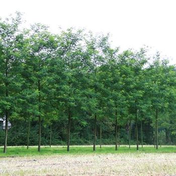 RPNY_Sol_baum_6xv_300-400x45-50x700-900_STH325-350_2_R_Z_MUE310_31_08_07_19811.jpg