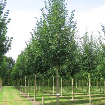 TCRA_Sol_baum_5xv_200-300x35-40x500-700_R_x_R_Thomssen_14_09_09_30853.jpg