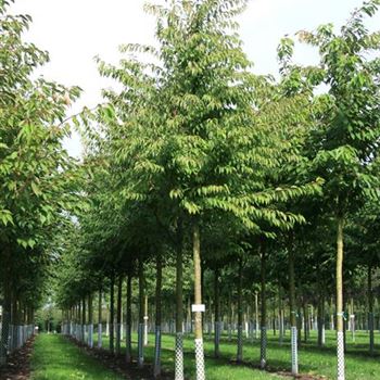 PSAU_Sol_baum_4xv_STU20-25_Kr_br150-200_R_WE552_2_05_10_07_20350.jpg