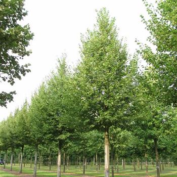 TCRA_Sol_baum_6xv_300-400x50-60x500-700a_R-5_22_08_13_jh_38029.jpg