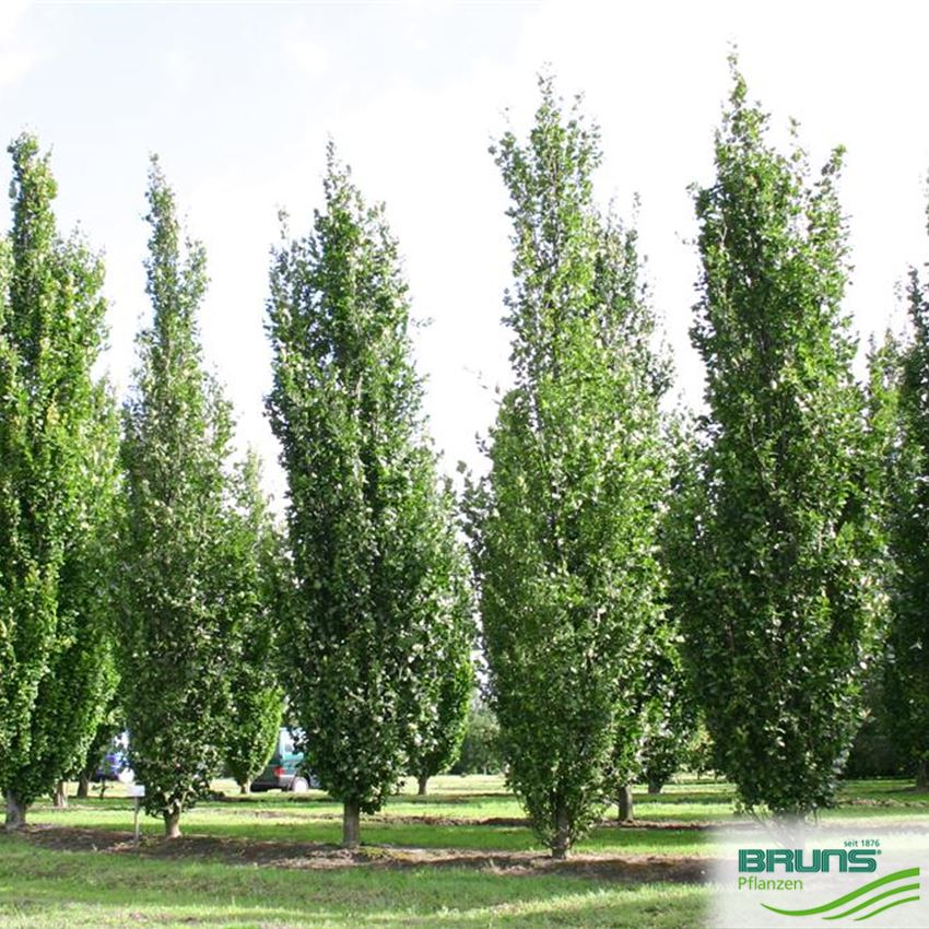 geigenfeige stamm dicker Geigenfeige (Ficus lyrata) XXL-Größe kaufen