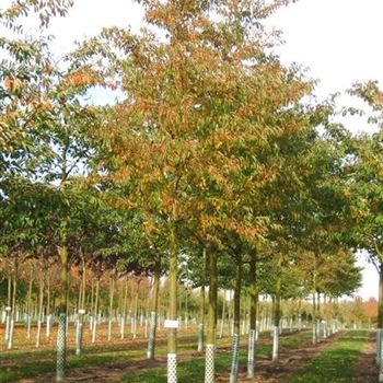 PSAU_Sol_baum_4xv_STU25-30_Kr_br-200_R_WE552_2_20_10_08_25945.jpg