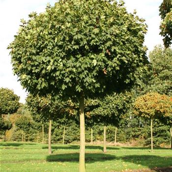APGL_Sol_baum_5xv_STU35+_Kr_br-200_STH225_R_SCHR_KA1008_26_10_06_14155.jpg