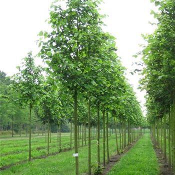 TEU_Sol_baum_4xv_150-200x20-25x400-500_R_BRE88_22_07_09_30075.jpg