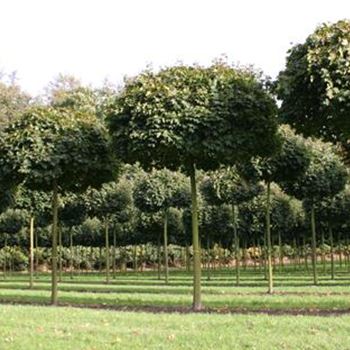APGL_Sol_baum_5xv_STU30-35_Kr_br200-300_STH275_R_POL1201_26_10_06_14153.jpg