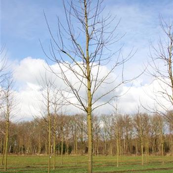 RPS_Sol_baum_4xv_200-300x30-35x500-700_R-Z_MUE312_21_03_07_16723.jpg