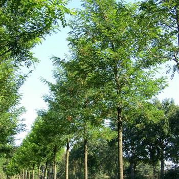 RPS_Sol_baum_6xv_300-400x50-60x700-900_R_Z_MUE312_11_09_06_13204.jpg