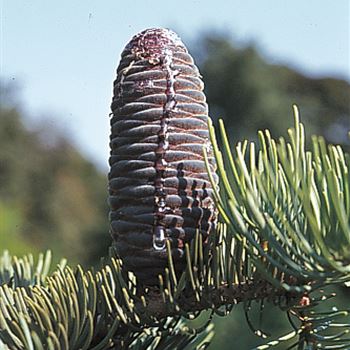 Abies_concolor_561_o.TIF